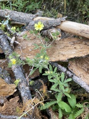 Potentilla recta