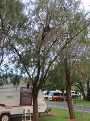 Pseudocheirus occidentalis