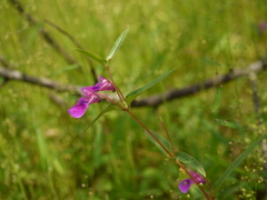 Impatiens tomentosa