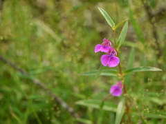 Impatiens tomentosa