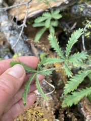 Potentilla recta