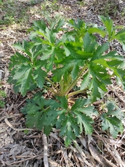 Trachymene composita