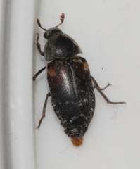 Dermestes carnivorus