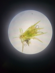 Ephemerum spinulosum