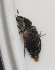 Dermestes carnivorus