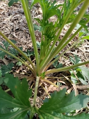 Trachymene composita