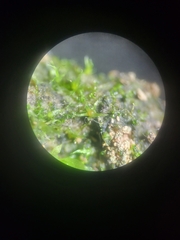 Ephemerum spinulosum