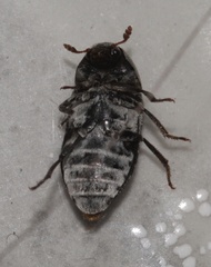 Dermestes carnivorus