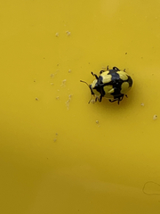 Illeis galbula