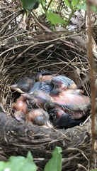 Manorina melanocephala