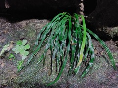 Haplopteris anguste-elongata