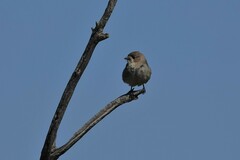 Aphelocephala leucopsis
