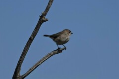 Aphelocephala leucopsis