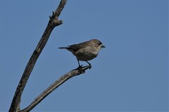 Aphelocephala leucopsis