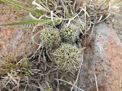 Coryphantha clavata