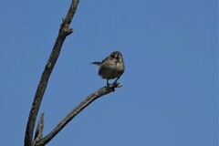 Aphelocephala leucopsis