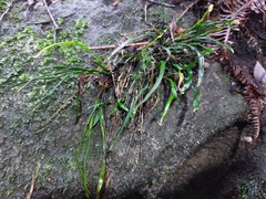 Haplopteris anguste-elongata