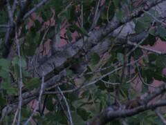 Thryomanes bewickii