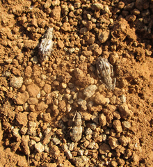 Microcerinae