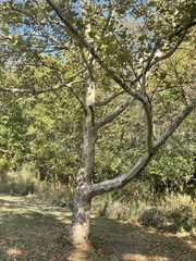 Platanus occidentalis