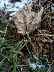 Oplopanax elatus