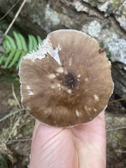 Pluteus cervinus