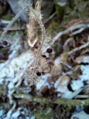 Oplopanax elatus