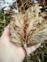 Oplopanax elatus