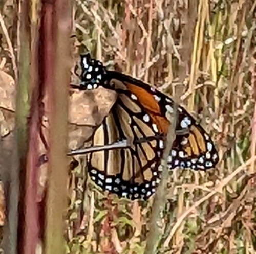 Monarch photographed in South Carolina