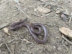Contia tenuis
