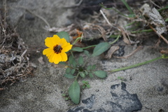 Coreopsis tinctoria