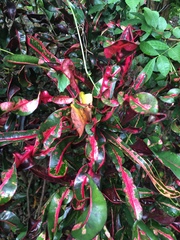 Codiaeum variegatum pictum