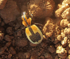 Graphipterus cordiger