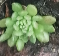 Sedum wrightii