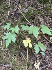 Physocarpus capitatus