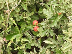 Quercus microphylla