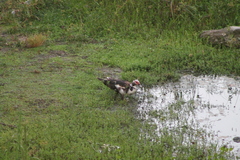 Cairina moschata domestica
