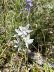 Thelymitra megcalyptra