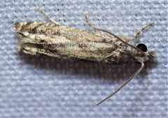 Crocidosema plebejana