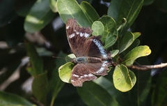 Kaniska canace