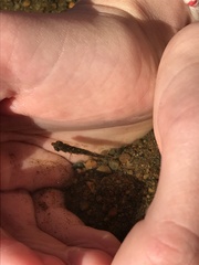 Gasterosteus aculeatus