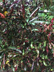 Codiaeum variegatum pictum