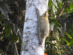 Galeopterus variegatus