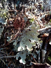 Lobariaceae