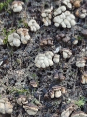 Xylobolus frustulatus