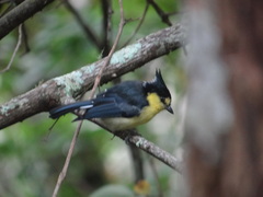 Machlolophus holsti