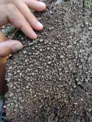 Xylobolus frustulatus