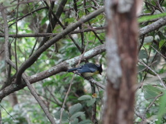 Machlolophus holsti