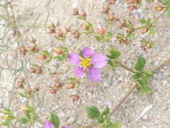 Fagonia chilensis