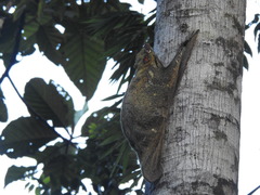 Galeopterus variegatus